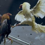 ไก่ชน – ศิลปะการต่อสู้และการเดิมพันพื้นบ้านของไทย